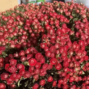 Natural Preserved Dried Roses Bulk Big Head Rose Bouquet For DIY Crafts Floral Arrangement Home Wedding Party Decor