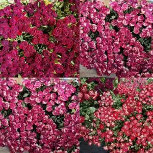Preserved dried roses bulk wholesale DIY floral materials bouquet gift box arrangement supplies