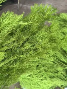 Close-up detail of lush green feathery foliage branches, natural botanical texture.
