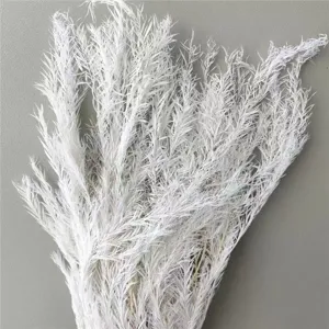 Close-up detail of fluffy white dried flowers branch, perfect natural plant for home floral decor.