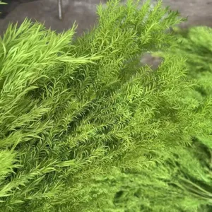 Natural preserved melaleuca green foliage bouquet for home decoration and floral arrangement.