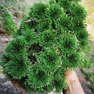 Natural Dried Resurrection Plant Selaginella Lepidophylla Evergreen Miracle Plant Magic Everlasting Flower For Home Garden Decor
