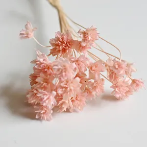 Natural pink dried flowers bouquet for home decor, DIY craft and everlasting floral artwork.