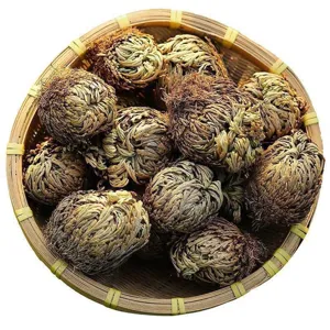 Resurrection plant dried spikemoss phoenix grass natural plant material green home decor pots