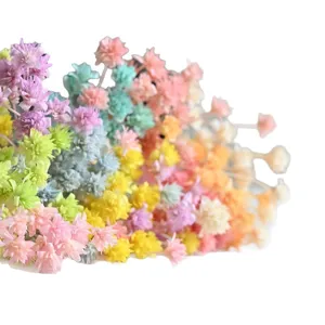 Colorful dried natural flowers small mountain flower bouquet for DIY home decor crafts.