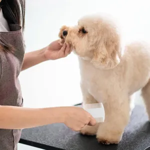 Detailed view of pet flea comb grooming a dog's fur, highlighting dense teeth structure.