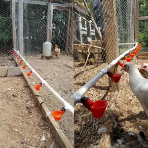 Dettaglio abbeveratoio automatico per galline con tubo PVC e tazze rosse nel pollaio.