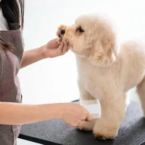 Peigne pour animaux de compagnie en plastique double face chiens chats outil de toilettage