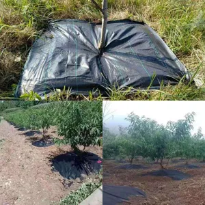Telo pacciamatura nero con fessura e foro per alberi da frutto e piante da giardino utili.