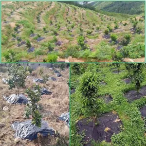 Telo pacciamatura nero resistente per frutteti e giardini, copertura per terreno antierbaccia.