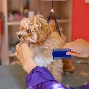 Gros plan détaillé montrant un peigne à puces pour animaux en plastique bleu sur un chiot.