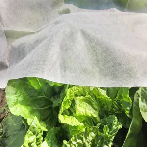 Detailed view of white non-woven plant frost protection cover used over garden green vegetables.