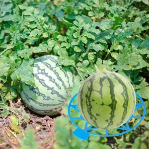 Plastic watermelon support tray garden fruit cradle melon holder for agriculture field