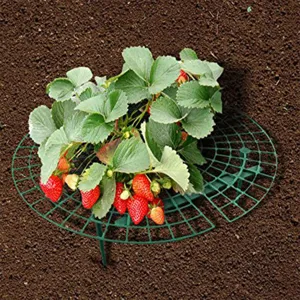 Green plastic strawberry support rack detail, garden plant climbing support grid placed on soil.