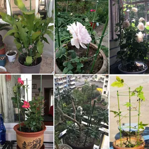 Adjustable green plant support trellis and fiberglass stakes for climbing flowers and potted roses.