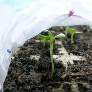 Detail shot of plant frost cover protecting small green seedlings growing in fertile soil.