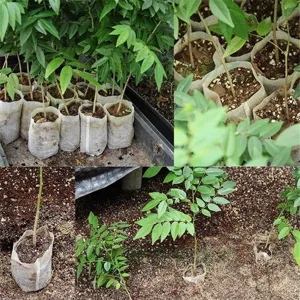Non-woven nursery bags plant grow bags biodegradable seedling pots for garden planting use