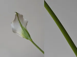 Détail de grande fleur de lys calla artificielle en EVA souple avec texture de tige réaliste.