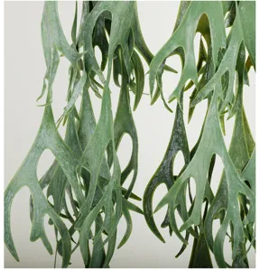 Detailed close-up of artificial staghorn fern hanging vine, perfect for wall decor and green plants.