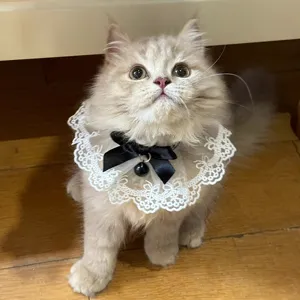 Cute lace pet collar with black bow and bell detail showcasing fine fabric and stitching quality.