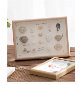 Wooden shadow box frame detail showing natural seashell specimens and decorative lettering.