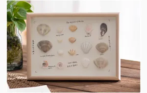 Wooden shadow box frame with seashell specimens, creative 3D hollow photo frame for home decor.