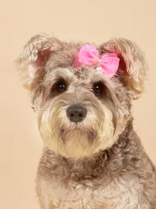 Süsses Detail der rosa Perlen Schleife Haarklammer, bezauberndes Zubehör für kleine Hunde.