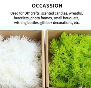 Preserved Asparagus Fern Dried Flowers DIY Material for Handcrafted Resin Wax Candle Decor and Art