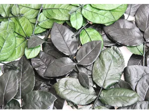 Close-up detail of preserved rose leaves, natural green and black foliage for DIY crafts.