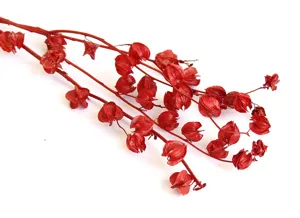 Red dried Chinese lantern flower branch botanical detail closeup for home decor floral arrangement