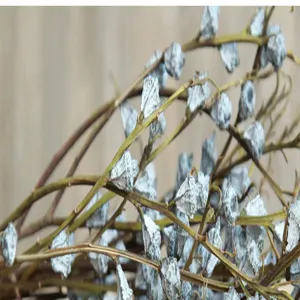 Rami di eucalipto essiccati naturali con piccoli baccelli bianchi per decorazioni rustiche.