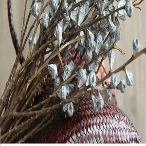 Primo piano dettagliato di rami di frutta secca di eucalipto bianco decorazione.
