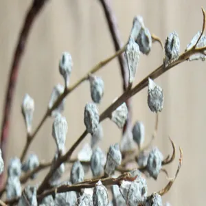 Primo piano di baccelli di eucalipto essiccati naturali, rami bianchi decoro. Vista dettaglio.