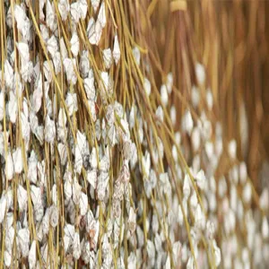 Rami di baccelli di eucalipto secchi naturali decorazione floreale bianca