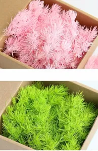 Preserved foxtail asparagus fern dried flowers DIY botanical material for handmade greeting cards.