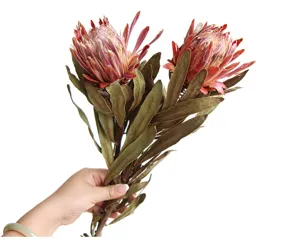 Detalle de un ramo de flores de protea secas, decoración botánica realista para el hogar y foto.