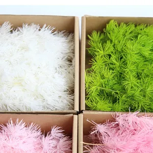 Preserved asparagus fern DIY dried flower material for handmade crafts and art decor boxes.