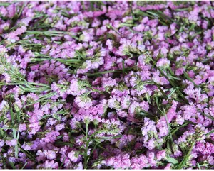 Close-up detail of purple dried forget-me-not flower heads for DIY resin craft and candles.