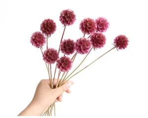 Natural dried scabiosa flower bouquet detail, perfect for home decor and DIY crafts.