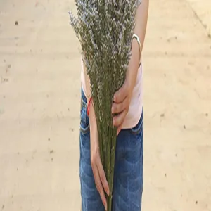 Detailed shot of natural dried Limonium flowers bunch, rustic botanical style for home decor.