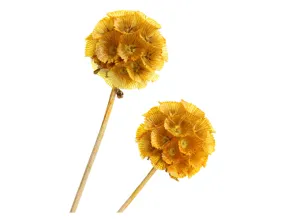 Close-up detail of yellow dried botanical flower stems for home decor and DIY craft arrangements.