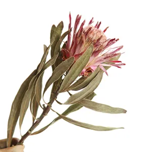 Tallo de protea seca natural para decoración del hogar, arreglos florales y accesorio de fotografía.