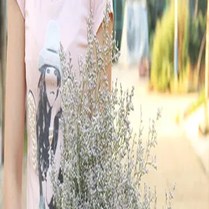 Close-up of natural dried Limonium statice flowers held in hand, perfect for home decor styling.
