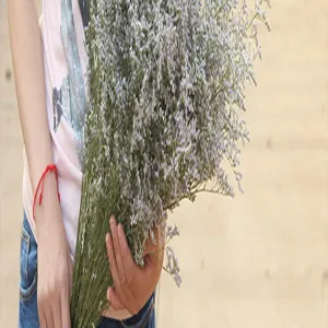 Natural dried statice flowers bouquet 100g for home decor rustic style flower arrangement.