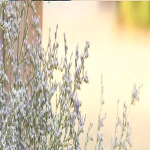 Close-up detail of natural dried statice flowers, perfect for rustic home decor and floral art.