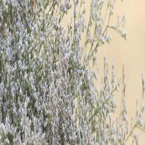 Natural dried statice flowers detail shot, perfect for home decor and floral arrangements.