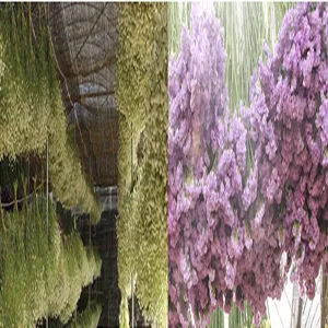 Detail shot of natural dried statice flowers, perfect for forest style home decoration.