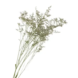 Natural Dried Flowers Statice Flower Bouquet Mori Style Dried Plant Bunch For Home Decor Floral Arrangement