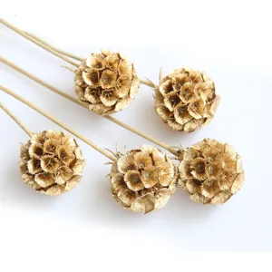 Gold dried flowers scabiosa pods natural stems for home decor DIY floral arrangements.