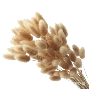 Natural Dried Bunny Tails Grass Dried Flowers Bouquet For Home Decor Floral DIY Craft Arrangement Natural Original Color